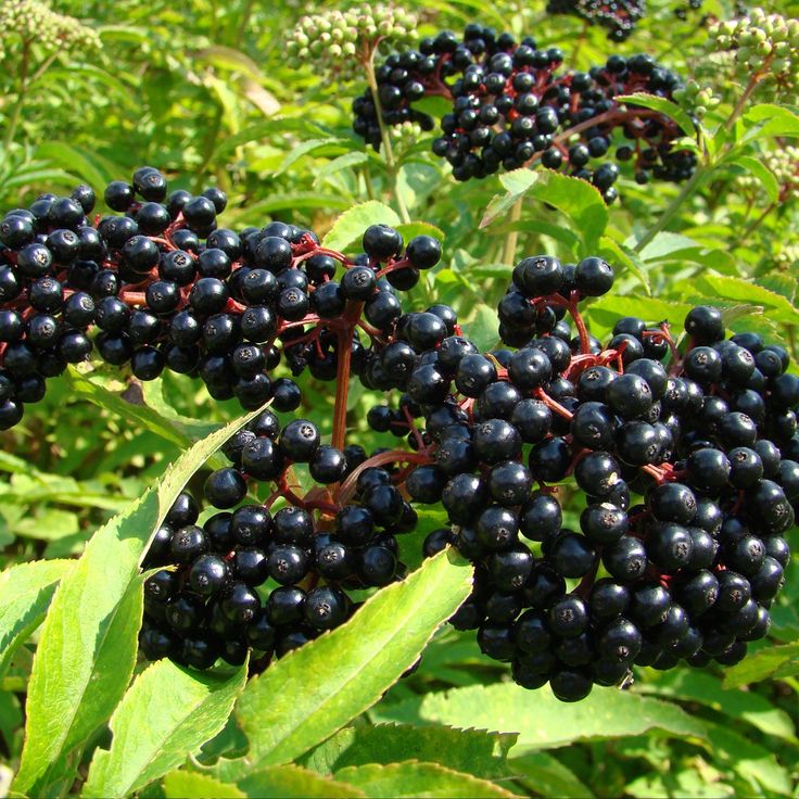 Bahçevilya Kara Mürver Fidanı (Sambucus nigra) 1-2 Yaş arası tüplü - Bahçevilya