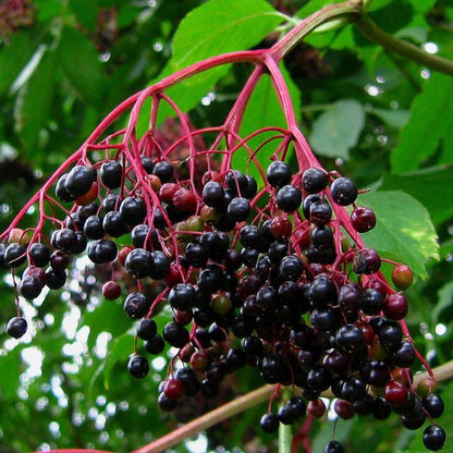Bahçevilya Kara Mürver Fidanı (Sambucus nigra) 1 - 2 Yaş arası tüplü - Bahçevilya