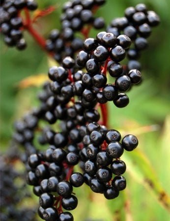 Bahçevilya Kara Mürver Fidanı (Sambucus nigra) 1 - 2 Yaş arası tüplü - Bahçevilya