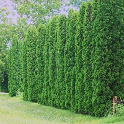 Bahçevilya Kara Selvi Fidanı, Çit Bitkisi 80 - 100 cm 2 - 3 yaş arası - Bahçevilya