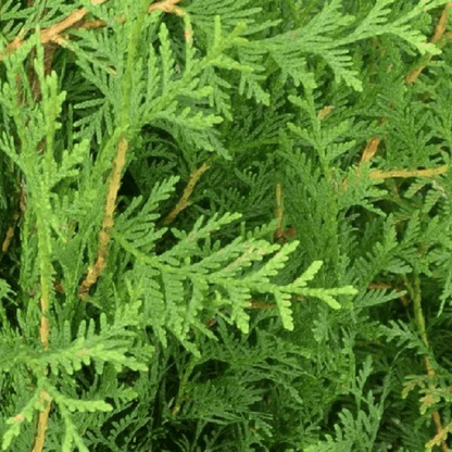 Bahçevilya Kara Selvi Fidanı, Çit Bitkisi 80 - 100 cm 2 - 3 yaş arası - Bahçevilya