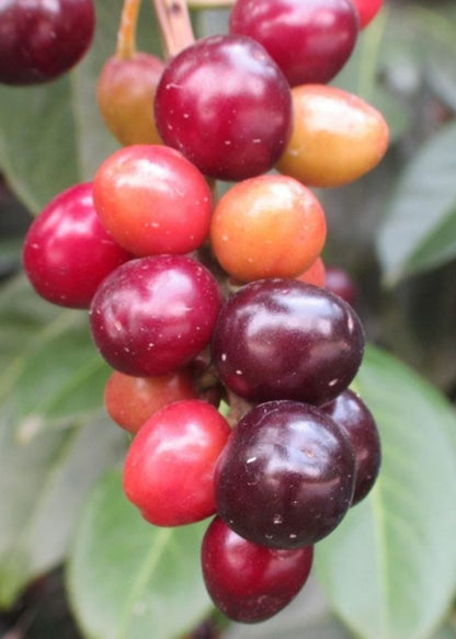 Bahçevilya Karayemiş (Laz Kirazı) Fidanı 1 - 2 yaş - Bahçevilya