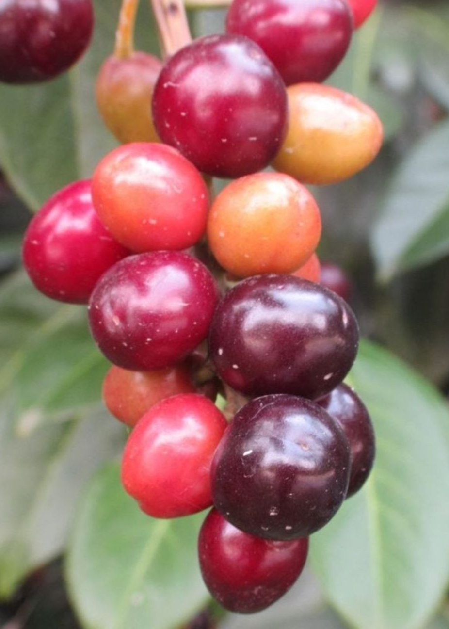 Bahçevilya Karayemiş (Laz Kirazı) Fidanı 1 - 2 yaş - Bahçevilya