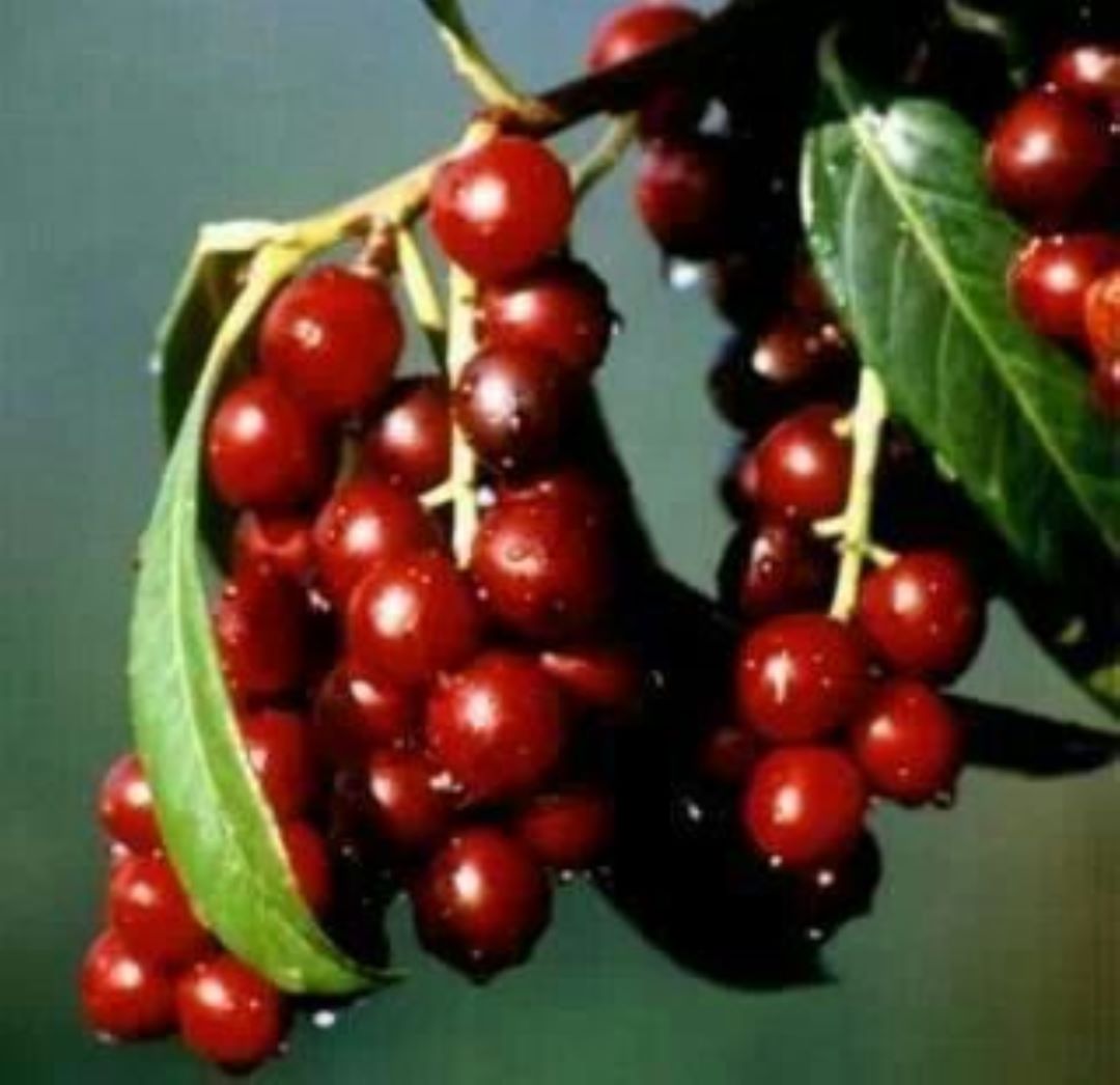 Bahçevilya Karayemiş (Laz Kirazı) Fidanı 1 - 2 yaş - Bahçevilya