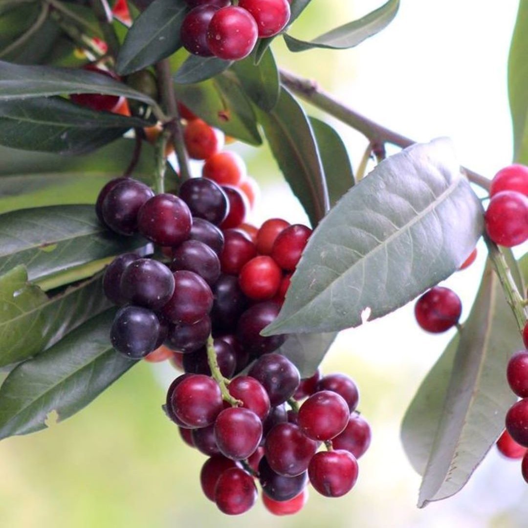 Bahçevilya Karayemiş (Laz Kirazı) Fidanı 1 - 2 yaş - Bahçevilya