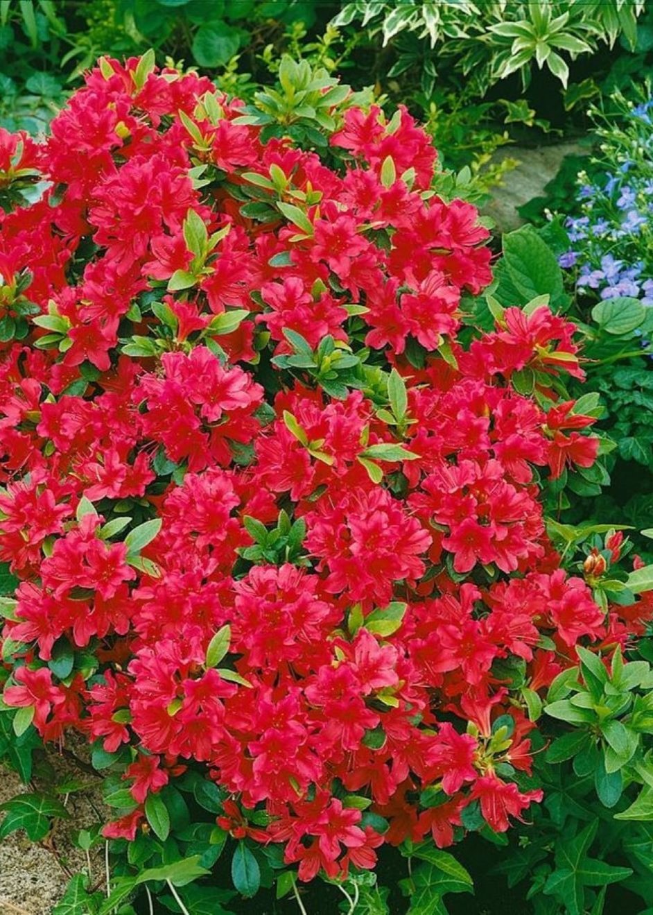 Bahçevilya Kırmızı Açelya Fidanı 1 yaş arası saksılı - Bahçevilya