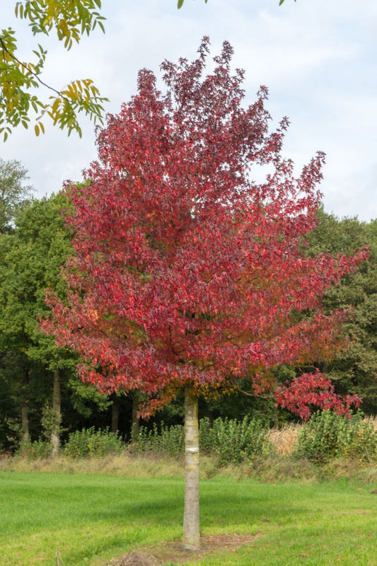Bahçevilya Kırmızı Amerikan Sığla Ağacı Fidanı 1 - 2 yaş arası saksılı - Bahçevilya