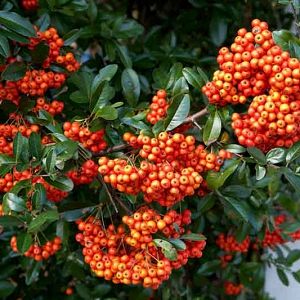 Bahçevilya Kırmızı Bodur Ateş Dikeni (Pyracantha coccinea) Fidanı 2 - 3 yaş arası tüplü - Bahçevilya