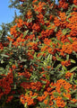 Bahçevilya Kırmızı Bodur Ateş Dikeni (Pyracantha coccinea) Fidanı 2-3 yaş arası tüplü - Bahçevilya
