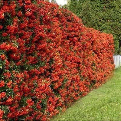 Bahçevilya Kırmızı Bodur Ateş Dikeni (Pyracantha coccinea) Fidanı 2 - 3 yaş arası tüplü - Bahçevilya