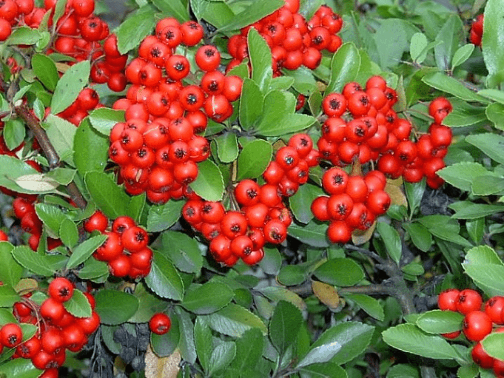 Bahçevilya Kırmızı Bodur Ateş Dikeni (Pyracantha coccinea) Fidanı 2 - 3 yaş arası tüplü - Bahçevilya