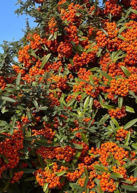 Bahçevilya Kırmızı Bodur Ateş Dikeni (Pyracantha coccinea) Fidanı 2 - 3 yaş arası tüplü - Bahçevilya