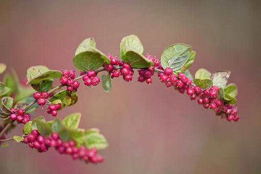 Bahçevilya kırmızı inci çalısı fidanı 30 - 60cm 1 - 2 yaş - Bahçevilya
