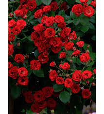 Bahçevilya Kırmızı Sarmaşık Çardak gülü 1 - 2 yaş arası Tüplü saksılı - Bahçevilya