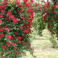 Bahçevilya Kırmızı Sarmaşık Çardak gülü 1 - 2 yaş arası Tüplü saksılı - Bahçevilya