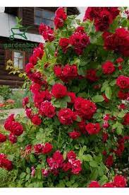 Bahçevilya Kırmızı Sarmaşık Çardak gülü 1 - 2 yaş arası Tüplü saksılı - Bahçevilya