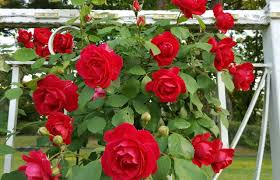 Bahçevilya Kırmızı Sarmaşık Çardak gülü 1 - 2 yaş arası Tüplü saksılı - Bahçevilya