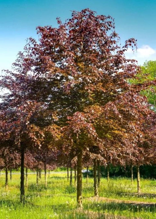 Bahçevilya Kırmızı Yapraklı Kayın Ağacı Fidanı |1 - 2 Yaş arası saksılı - Bahçevilya