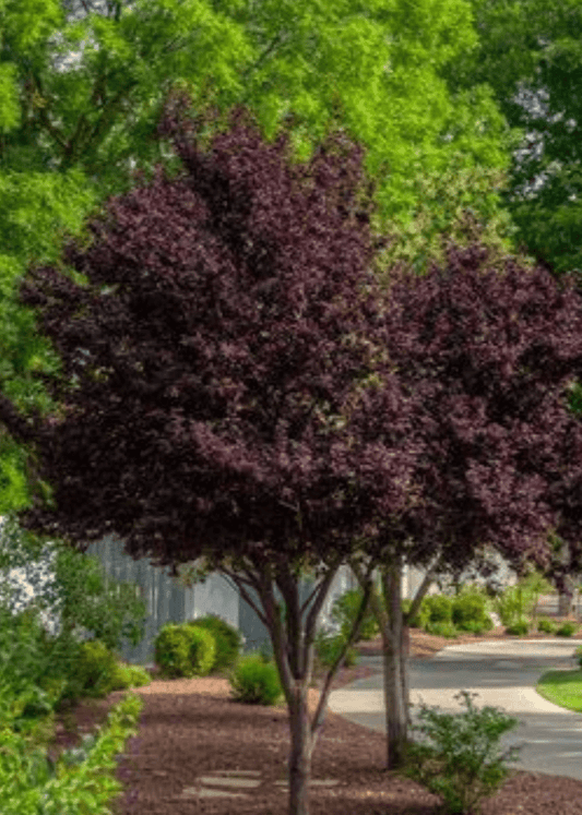 Bahçevilya Kırmızı Yapraklı Süs Eriği Fidanı (Prunus cerasifera 'Nigra') - Bahçevilya
