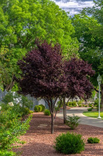 Bahçevilya Kırmızı Yapraklı Süs Eriği Fidanı (Prunus cerasifera 'Nigra') - Bahçevilya
