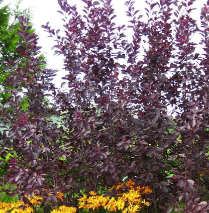 Bahçevilya Kırmızı Yapraklı Süs Kirazı (30 - 50 cm) tüplü 1 - 2 yaş arası - Bahçevilya