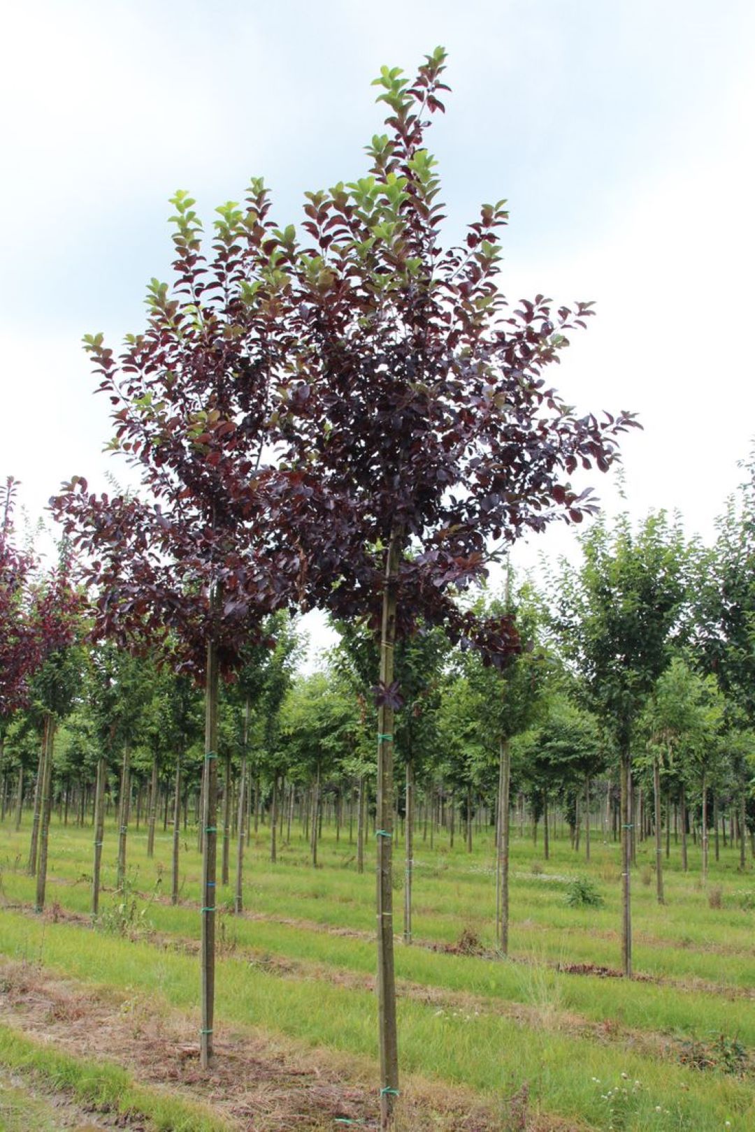 Bahçevilya Kırmızı Yapraklı Süs Kirazı (30 - 50 cm) tüplü 1 - 2 yaş arası - Bahçevilya