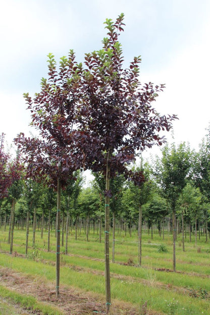 Bahçevilya Kırmızı Yapraklı Süs Kirazı (30 - 50 cm) tüplü 1 - 2 yaş arası - Bahçevilya