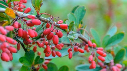 Bahçevilya Kızılcık fidanı 30 50 cm 1 - 2 Yaş Arası - Bahçevilya