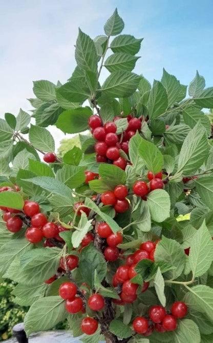 Bahçevilya Kızılcık fidanı 30 50 cm 1-2 Yaş Arası - Bahçevilya