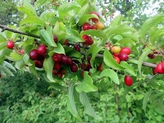 Bahçevilya Kızılcık fidanı 30 50 cm 1 - 2 Yaş Arası - Bahçevilya