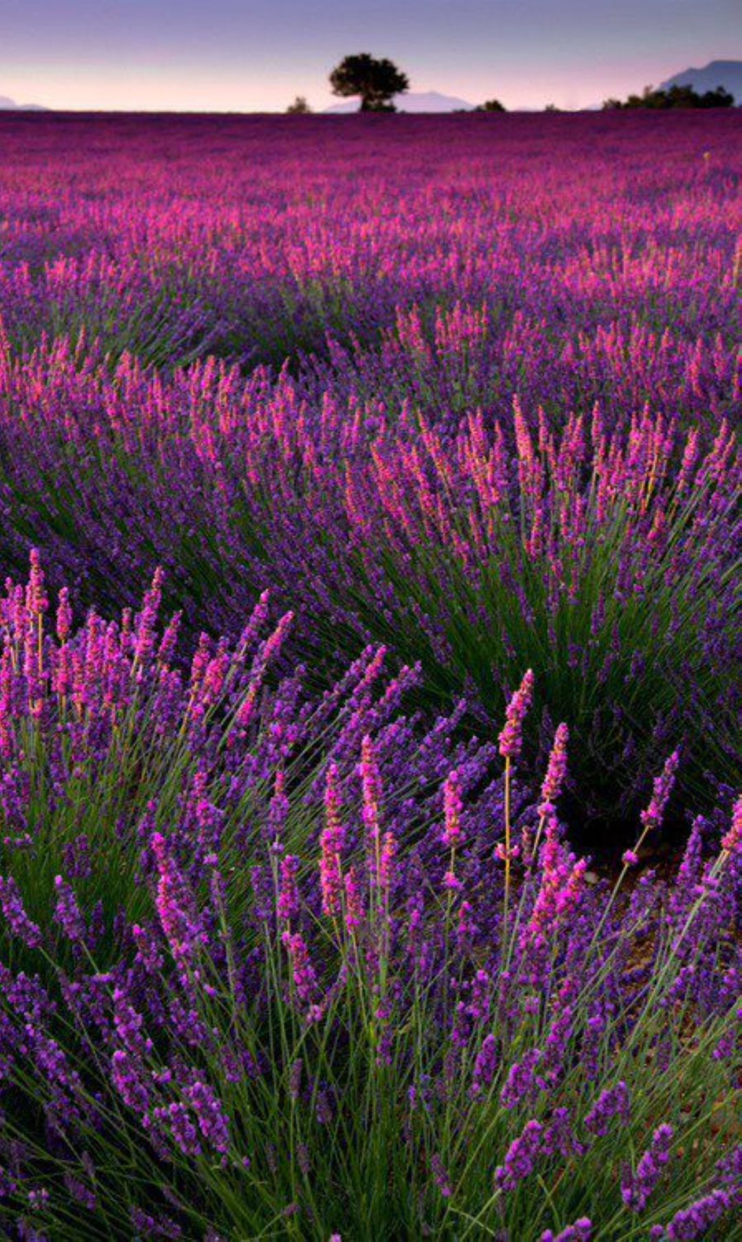 Bahçevilya Lavandula angustifolia Lavanta Fidanı 1 - 2 yaş arası 20 - 30 cm boy - Bahçevilya