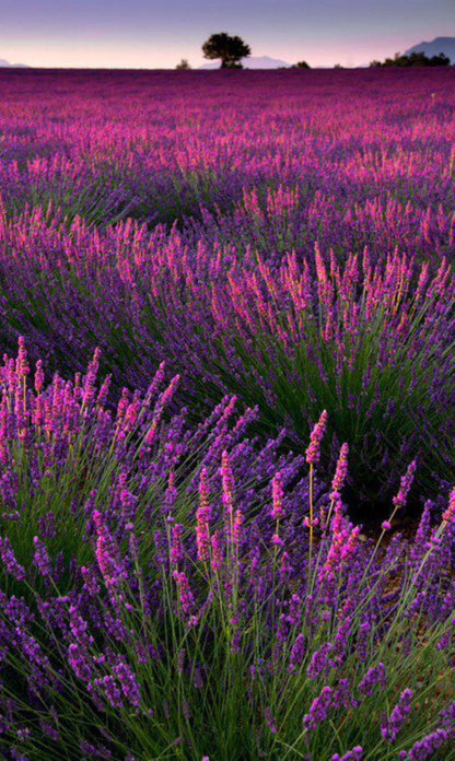Bahçevilya Lavandula angustifolia Lavanta Fidanı 1 - 2 yaş arası 20 - 30 cm boy - Bahçevilya