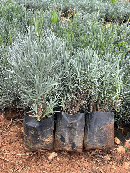 Bahçevilya Lavanta [Lavandula angustifolia] Fidanı 1 - 2 yaş 20 - 30 cm tüplü - Bahçevilya
