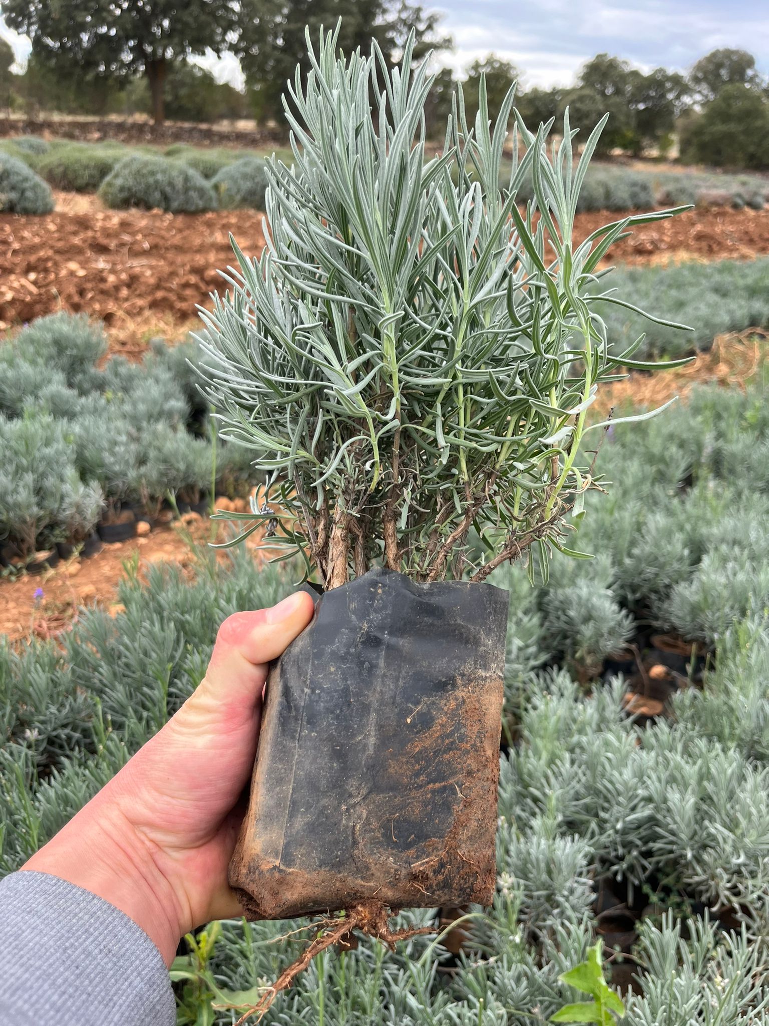 Bahçevilya Lavanta [Lavandula angustifolia] Fidanı 1 - 2 yaş 20 - 30 cm tüplü - Bahçevilya