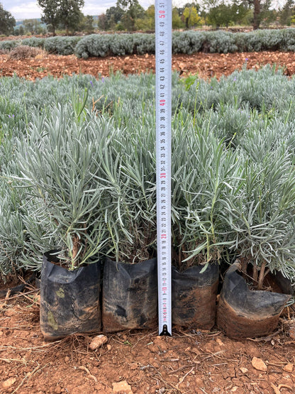 Bahçevilya Lavanta [Lavandula angustifolia] Fidanı 1 - 2 yaş 20 - 30 cm tüplü - Bahçevilya