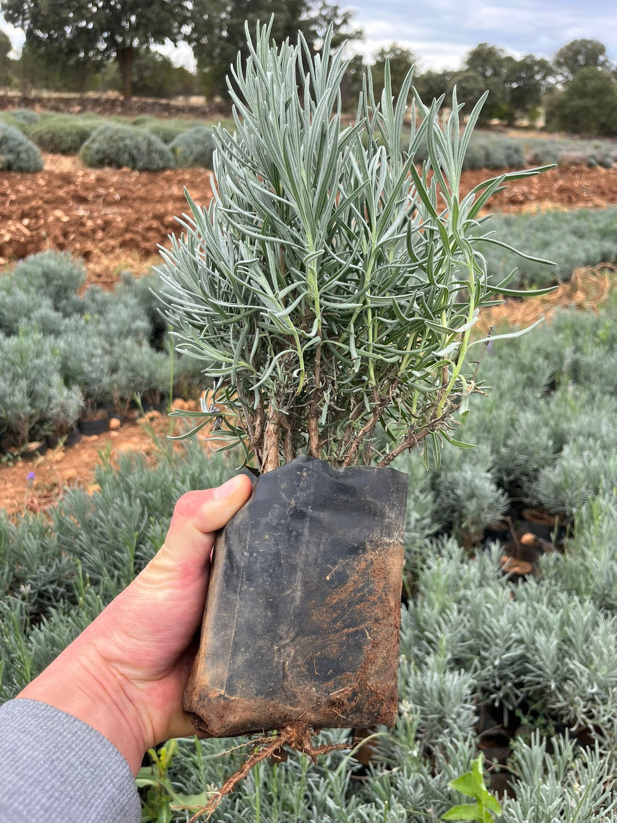 Bahçevilya Lavanta [Lavandula angustifolia] Fidanı 1-2 yaş 20-30 cm tüplü - Bahçevilya