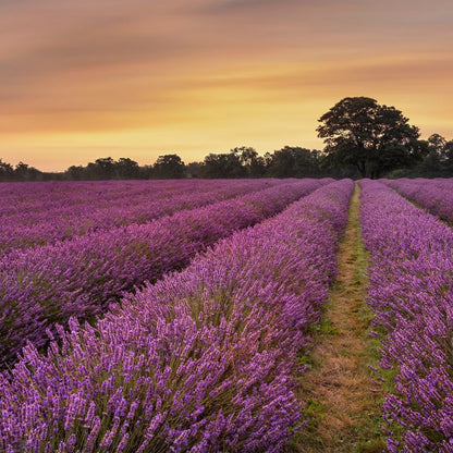 Bahçevilya Lavanta [Lavandula angustifolia] Fidanı 1 - 2 yaş 20 - 30 cm tüplü - Bahçevilya