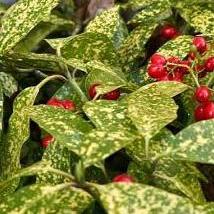 Bahçevilya Lekeli Japon Defnesi (Aucuba japonica) Fidanı 2 yaşında tüplü - Bahçevilya