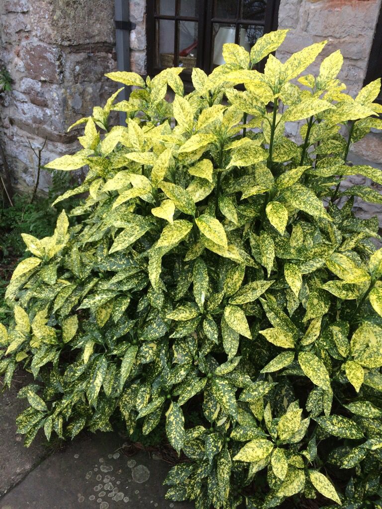 Bahçevilya Lekeli Japon Defnesi (Aucuba japonica) Fidanı 2 yaşında tüplü - Bahçevilya