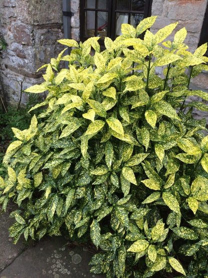 Bahçevilya Lekeli Japon Defnesi (Aucuba japonica) Fidanı 2 yaşında tüplü - Bahçevilya