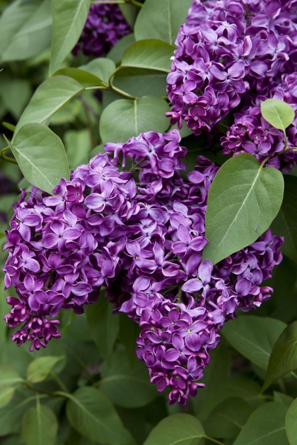 Bahçevilya Leylak Ağacı Fidanı [syringa Chinensis ) 50/80 Cm 1 - 2 yaş arası tüplü saksıllı - Bahçevilya