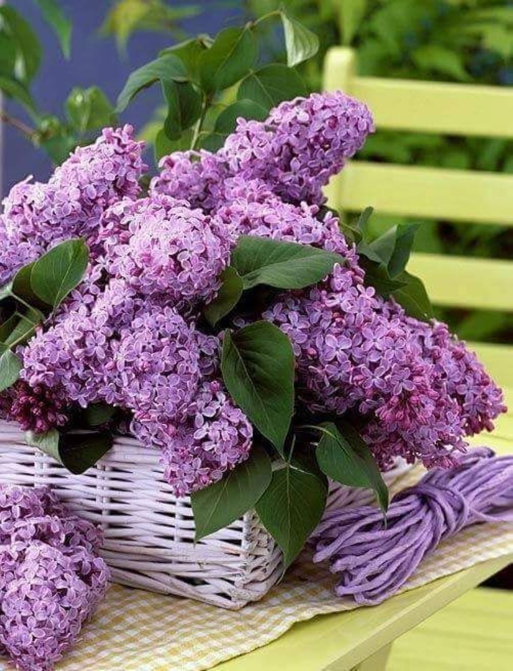 Bahçevilya Leylak Ağacı Fidanı [syringa Chinensis ) 50/80 Cm 1 - 2 yaş arası tüplü saksıllı - Bahçevilya