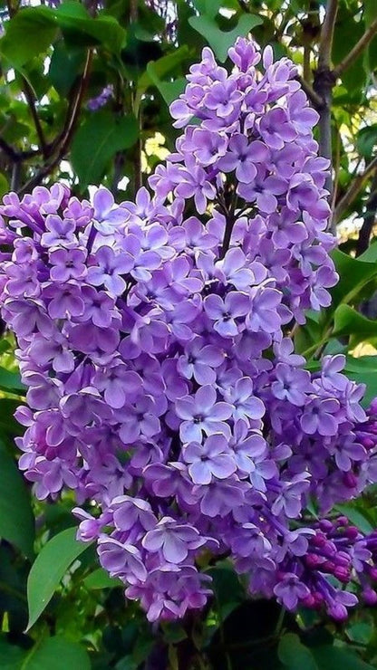 Bahçevilya Leylak Ağacı Fidanı [syringa Chinensis ) 50/80 Cm 1 - 2 yaş arası tüplü saksıllı - Bahçevilya