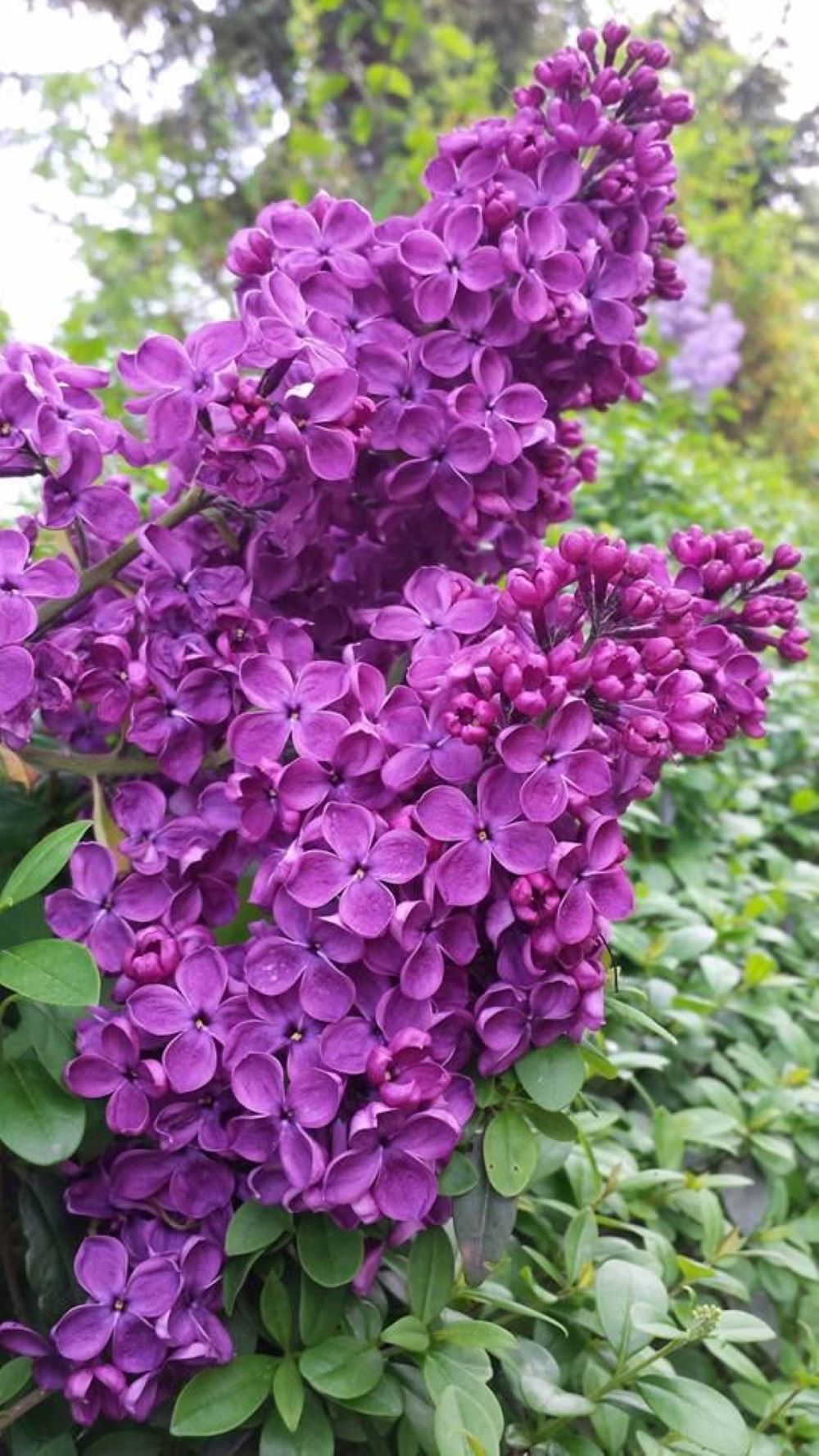 Bahçevilya Leylak Ağacı Fidanı [syringa Chinensis ) 50/80 Cm 1 - 2 yaş arası tüplü saksıllı - Bahçevilya