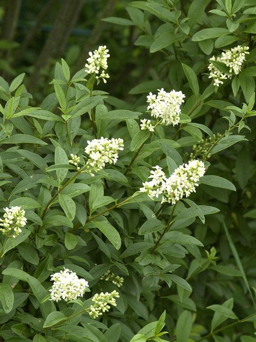 Bahçevilya Ligustrum çalı Fidanı 1 - 2 Yaş arası Tüplü - Bahçevilya