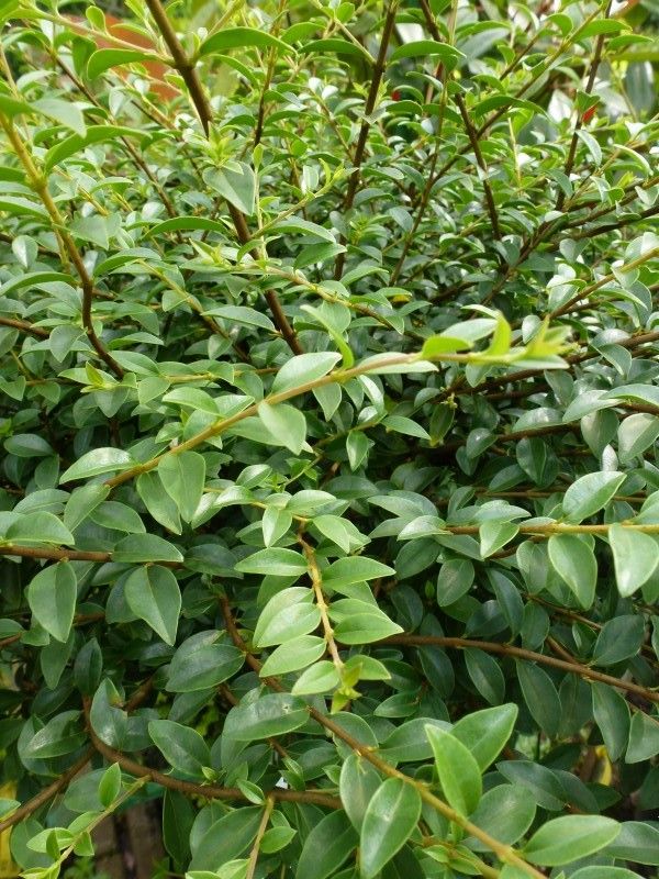 Bahçevilya Ligustrum çalı Fidanı 1 - 2 Yaş arası Tüplü - Bahçevilya