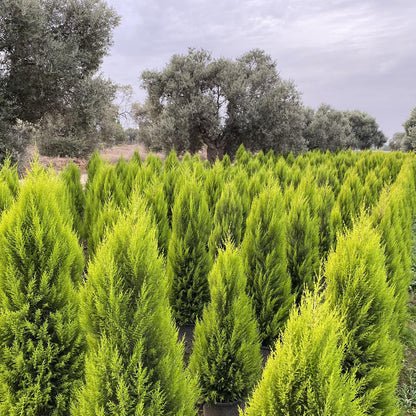 Bahçevilya Limon Çamı Fidanı [limon servi] 1 - 2 yaş arası saksılı - tüplü - Bahçevilya