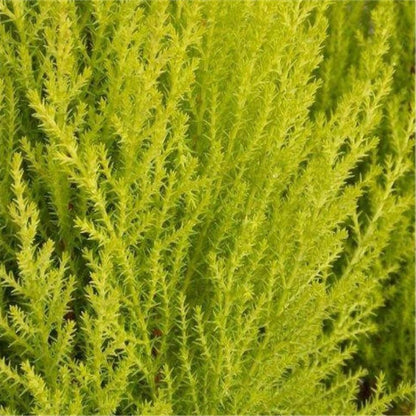 Bahçevilya Limon Çamı Fidanı [limon servi] 1 - 2 yaş arası saksılı - tüplü - Bahçevilya