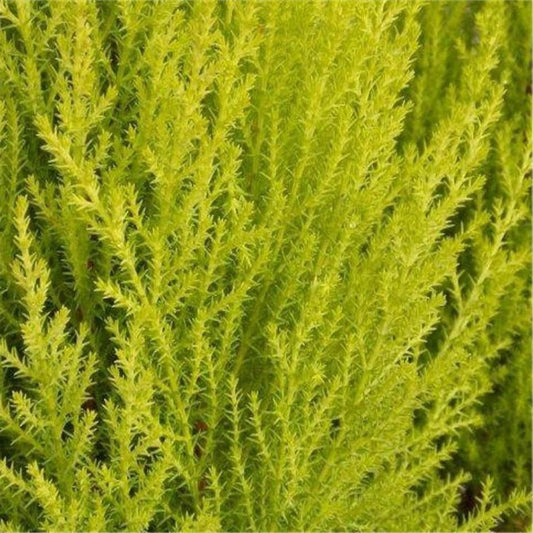 Bahçevilya Limon Çamı Fidanı [limon servi] 1 - 2 yaş arası saksılı - tüplü - Bahçevilya