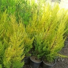 Bahçevilya Limon Çamı Fidanı [limon servi] 1 - 2 yaş arası saksılı - tüplü - Bahçevilya